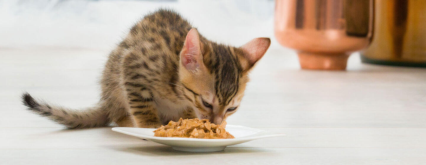 Braunes Kätzchen, das Essen aus einem Teller isst