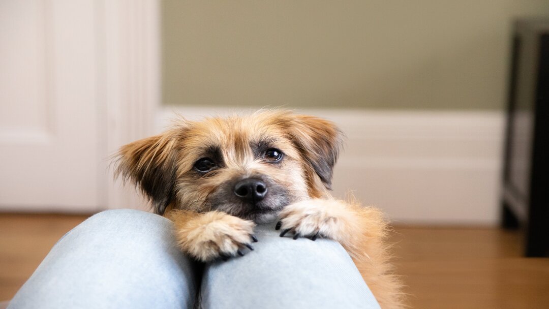 Brauner flauschiger Hund mit schwarzer Nase und schwarzen Augen auf dem Schoß des Besitzers