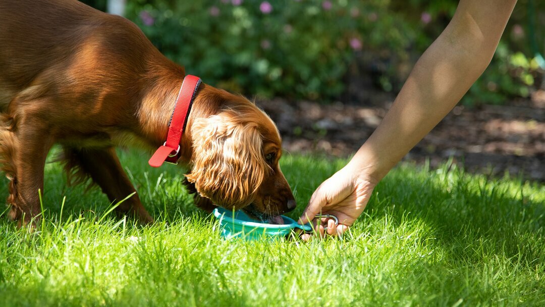 Besitzer hält Schale, während Hund isst