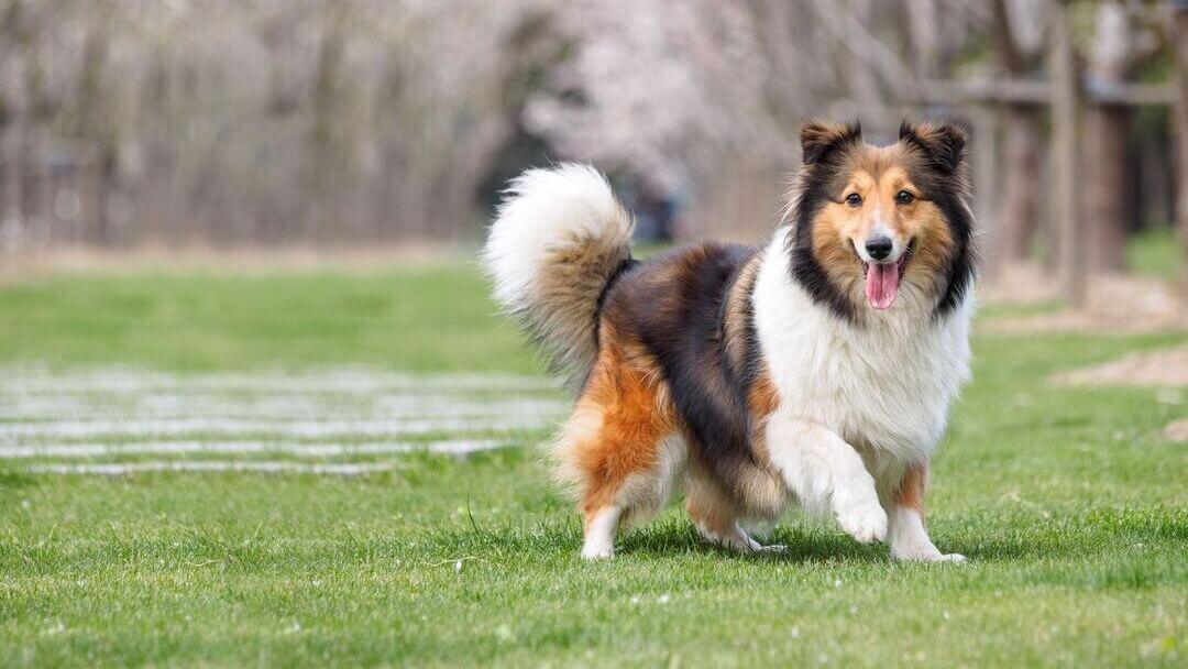 Shetland Sheepdog