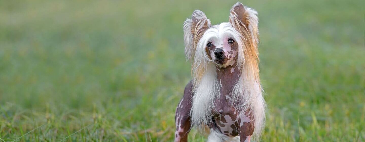 Kleiner Hund im Gras