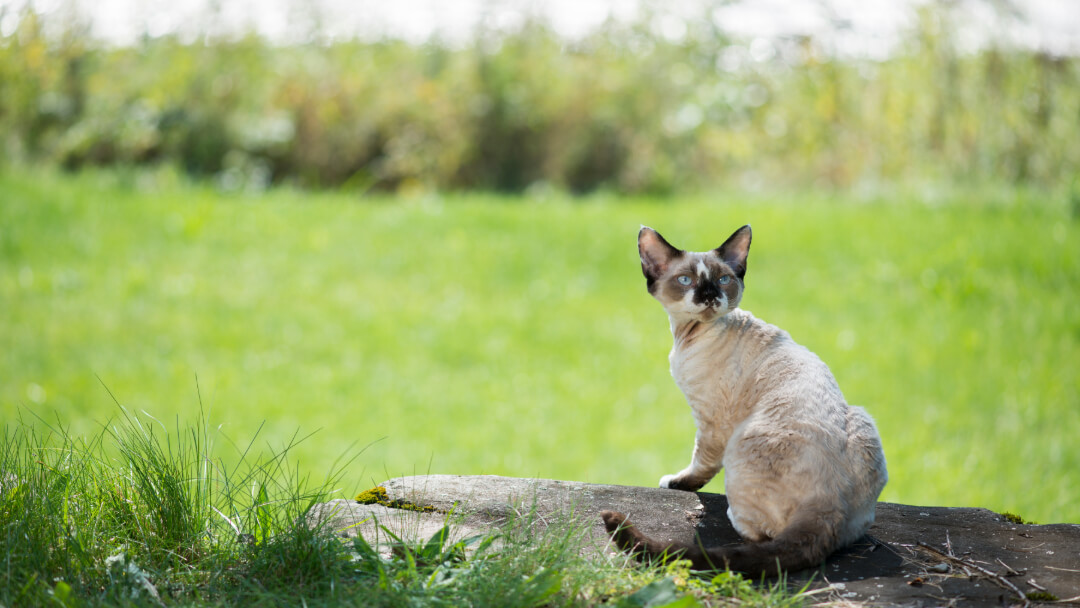 Cornish Rex sitzt auf einem Baumstumpf