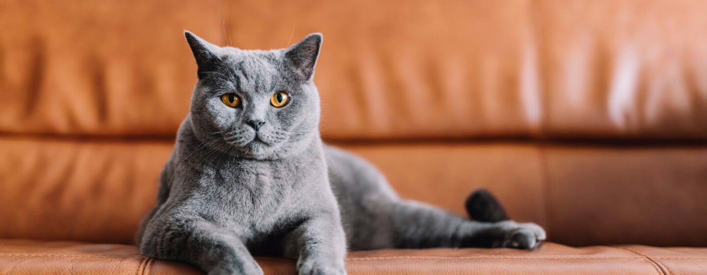 British shorthair cat lying on brown leather sofa