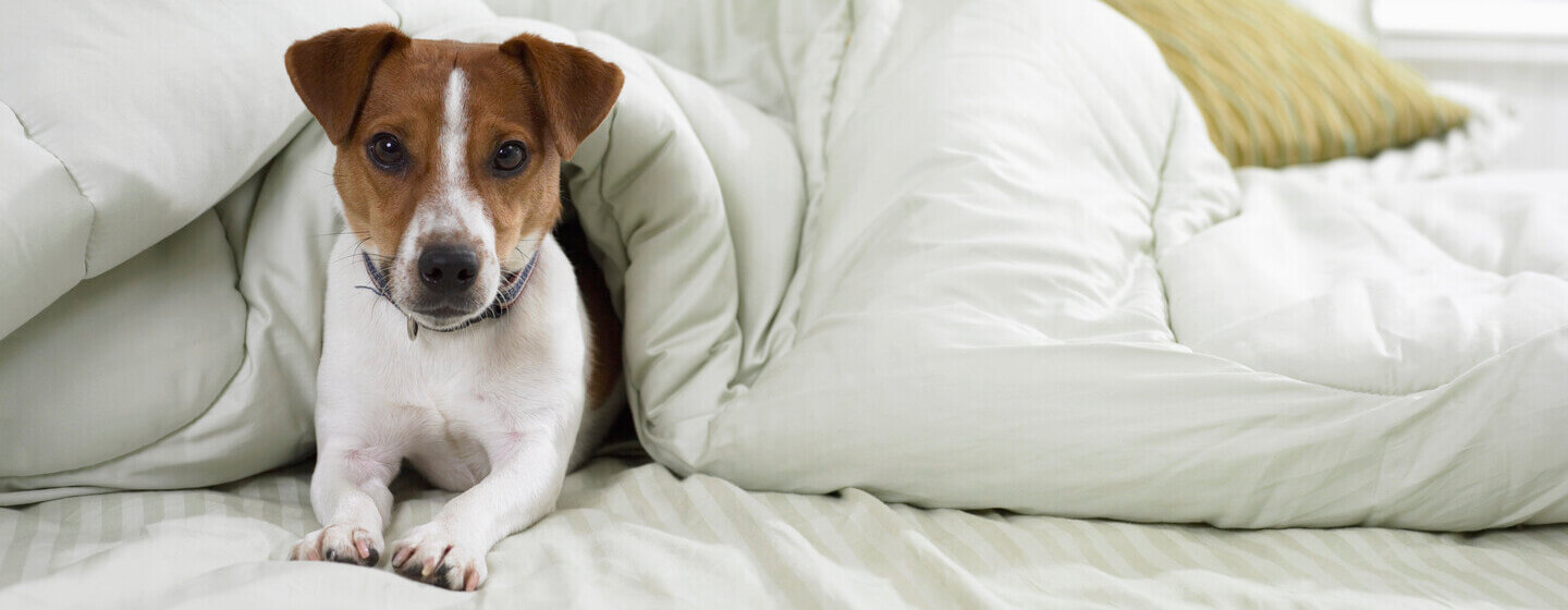 Kleiner Hund auf Bett