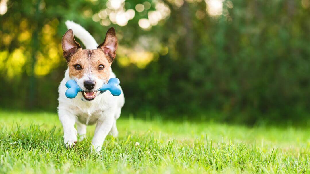 Kleiner Terrier rennt mit Spielzeug im Maul
