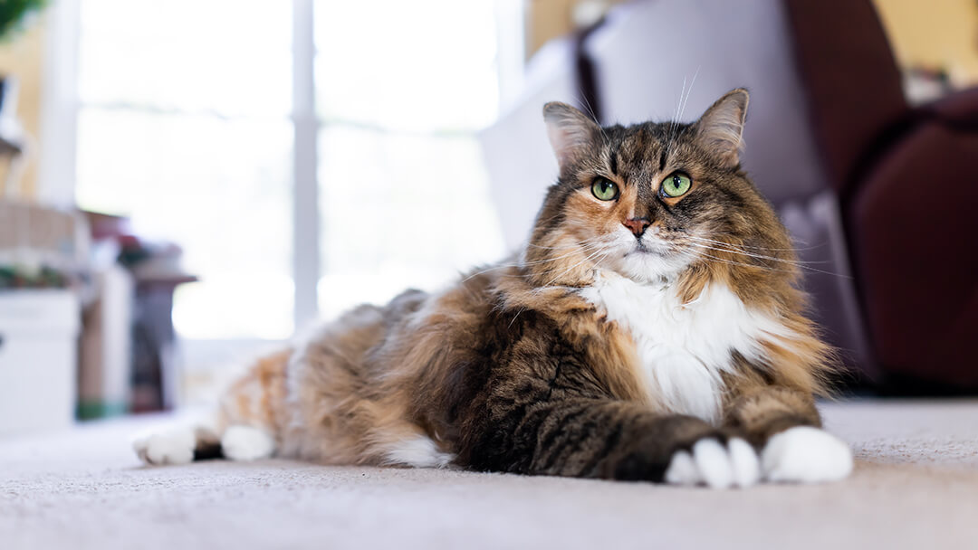 Maine Coon