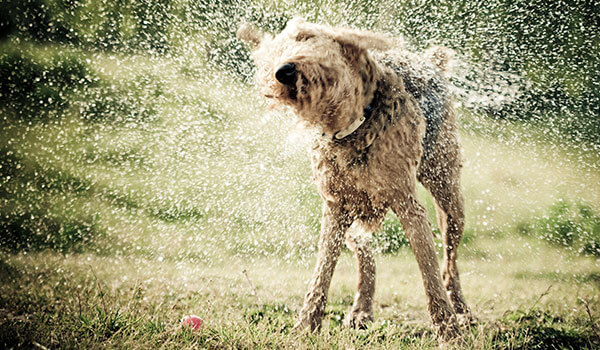 Hund schüttelt Wasser ab