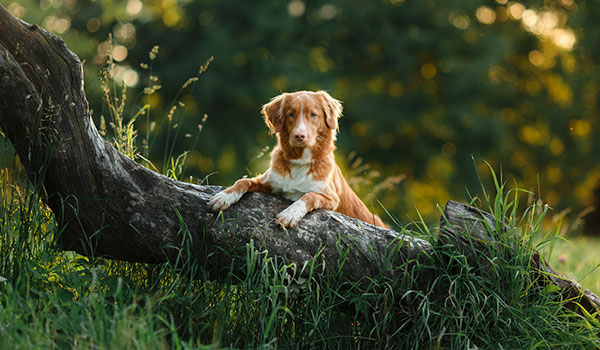 Hund am Baum