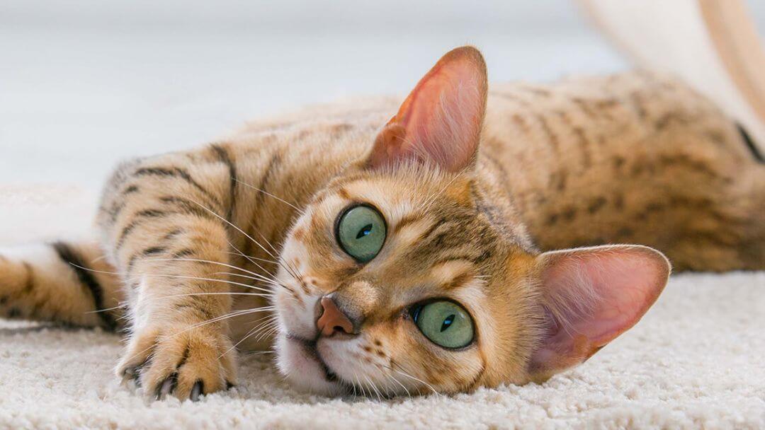 Katze Miaut Ständig Aufmerksamkeit