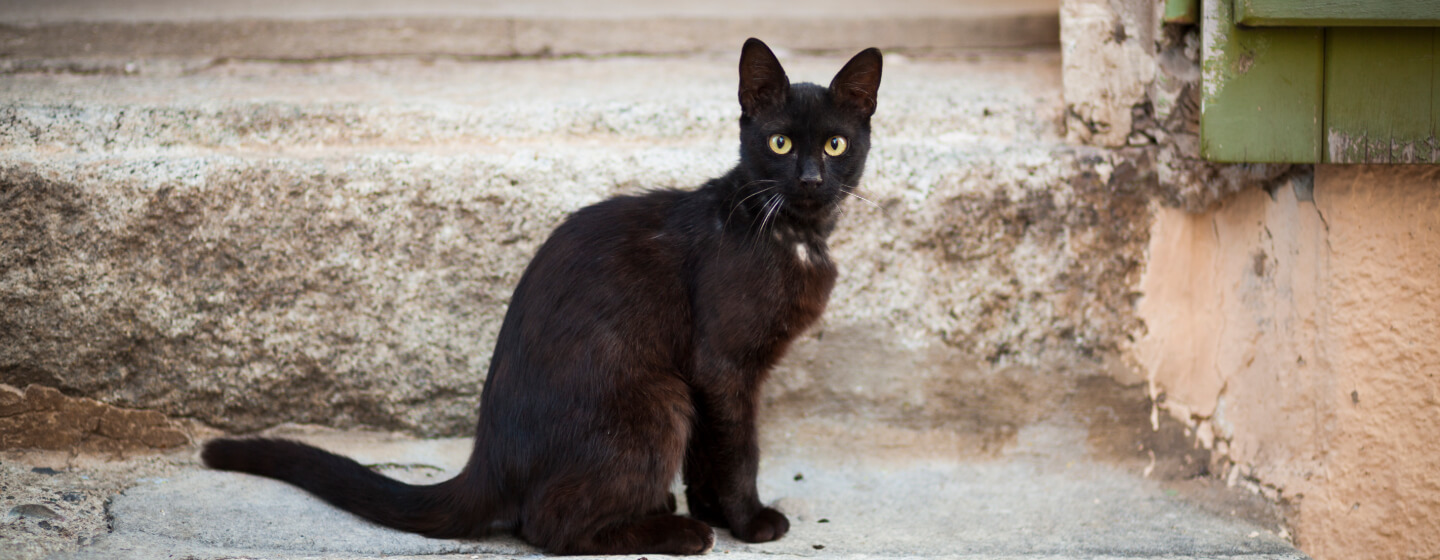 Schwarze Bombay-Katze sitzt auf einer Treppe