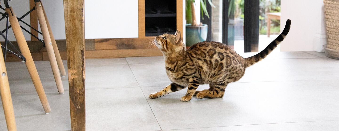 Katze, die bereit ist, in die Küche zu springen