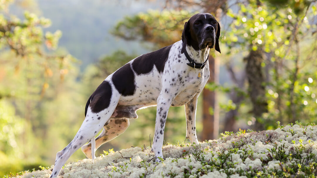 Jagdhund, der die Luft zeigt und schnüffelt