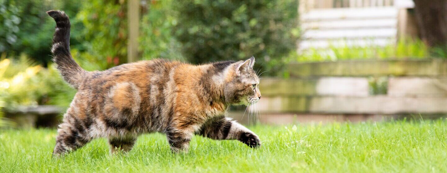 Dunkelbraune, gefleckte Katze, die durch das Gras läuft.