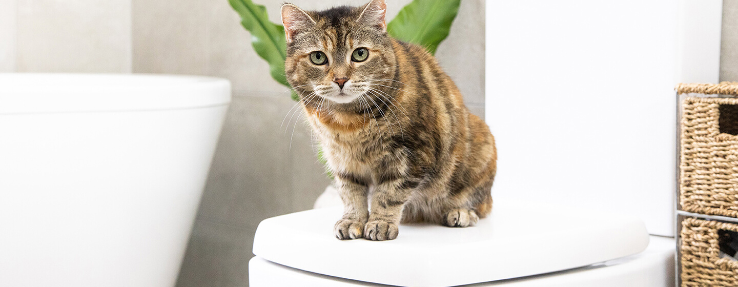 Katze sitzt im Badezimmer