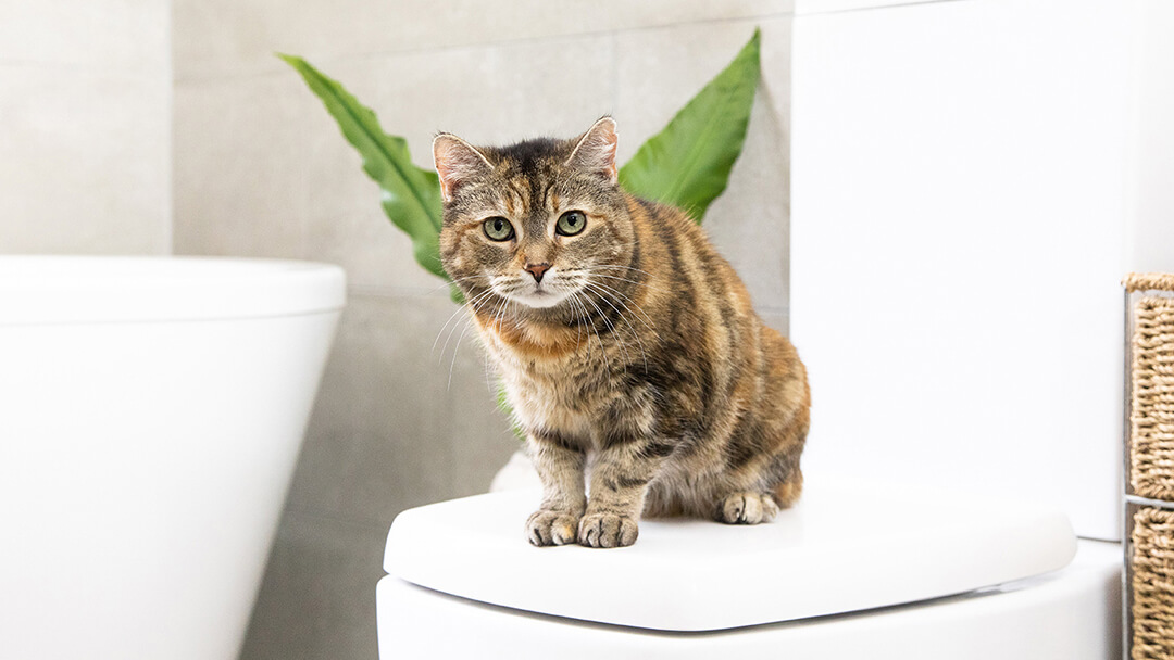 Katze sitzt im Badezimmer