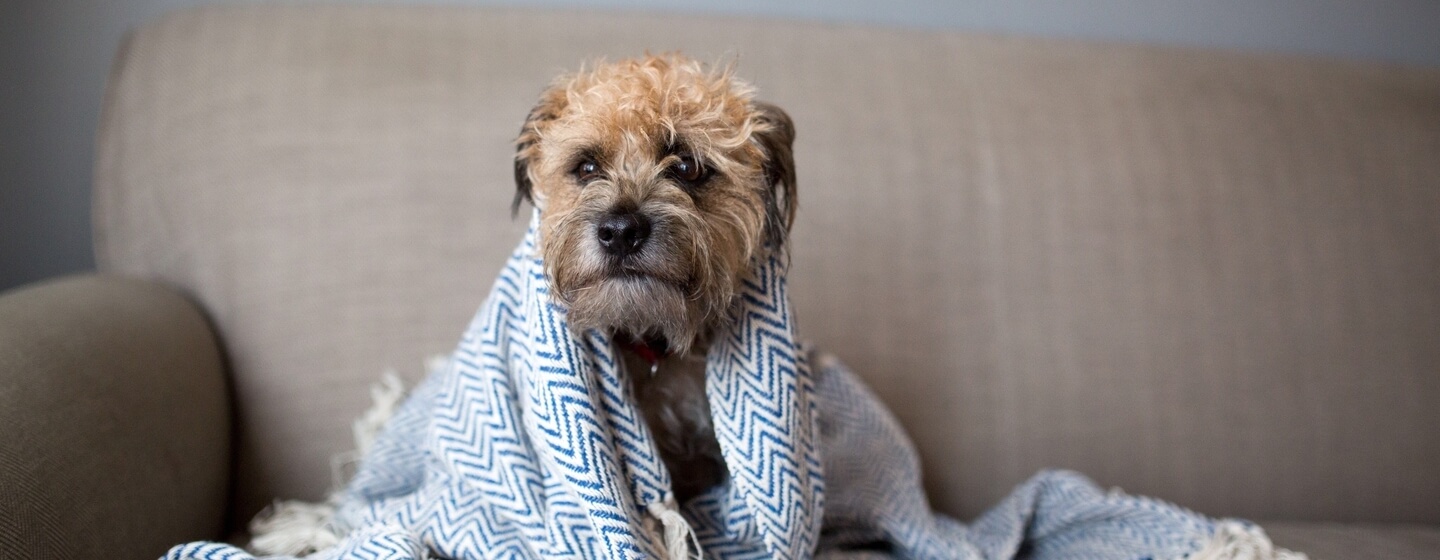 Kleiner Hund in eine blau-weiße Decke gehüllt