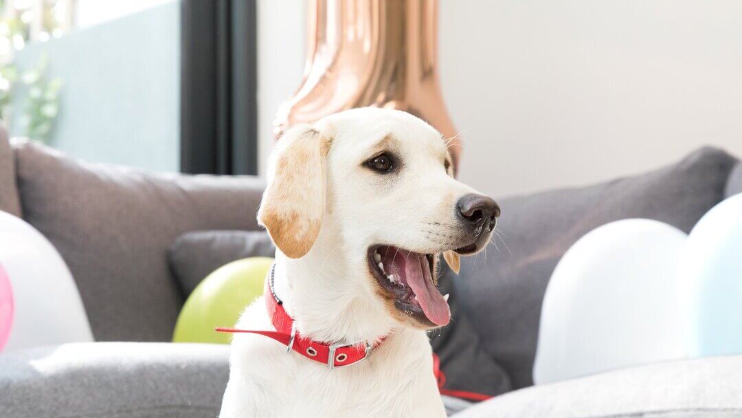 Golden Labrador Retriever mit rotem Kragen und offenem Mund