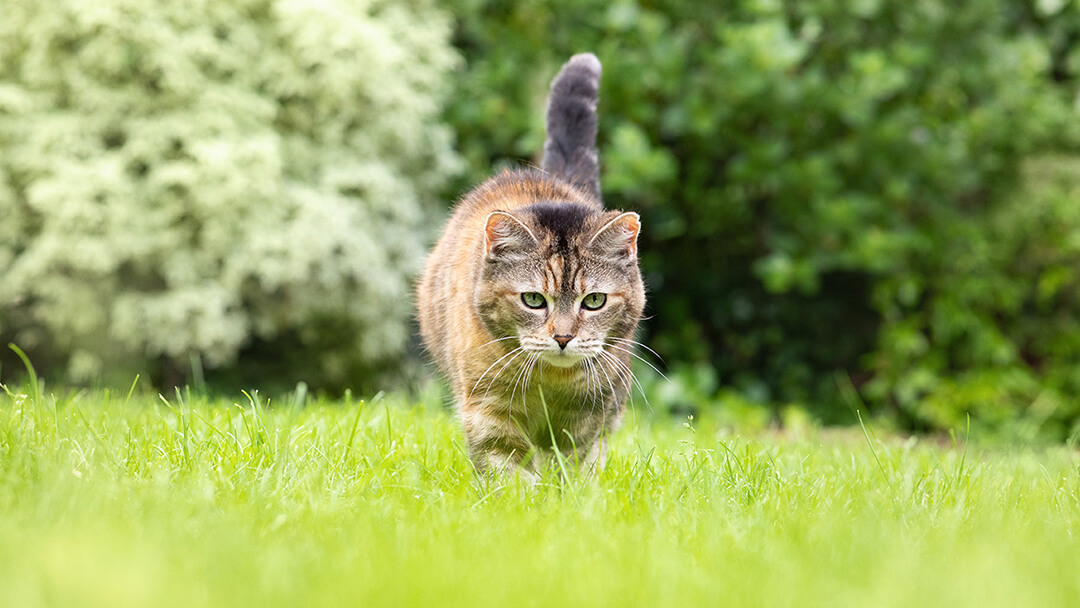 Katze, die durch Gras geht