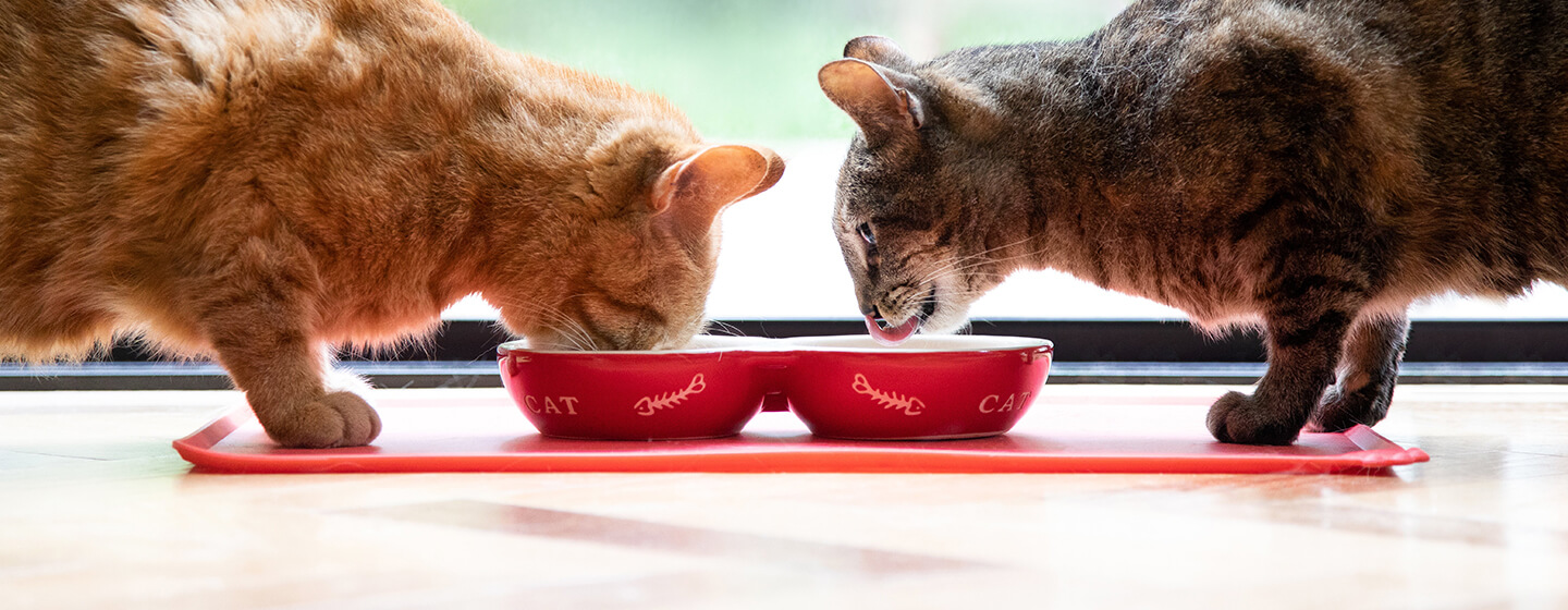 Zwei Katzen essen aus einer roten Schüssel