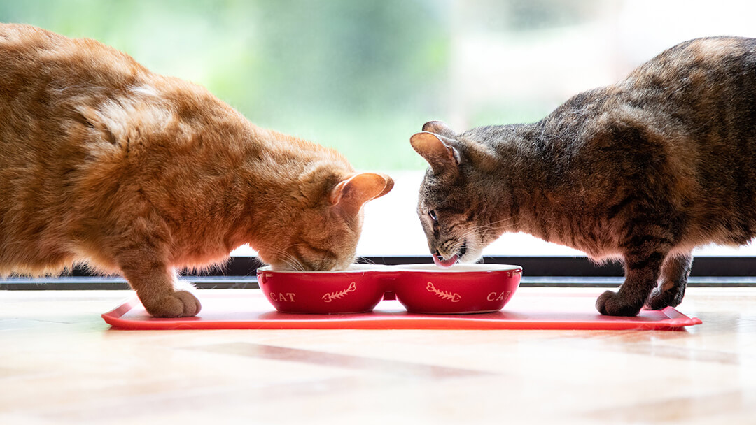 Zwei Katzen essen aus einer roten Schüssel
