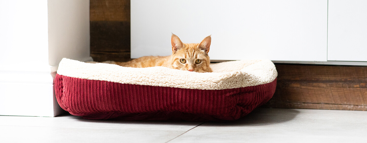 Katze, die im Bett liegt