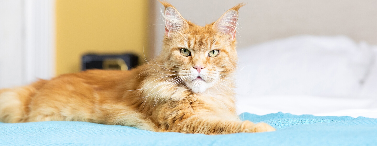 Katze Niereninsuffizienz Wann Einschläfern