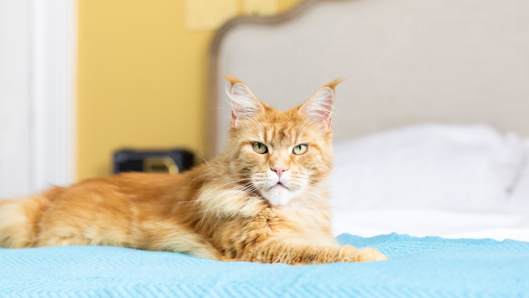 Katze auf dem Bett sitzend