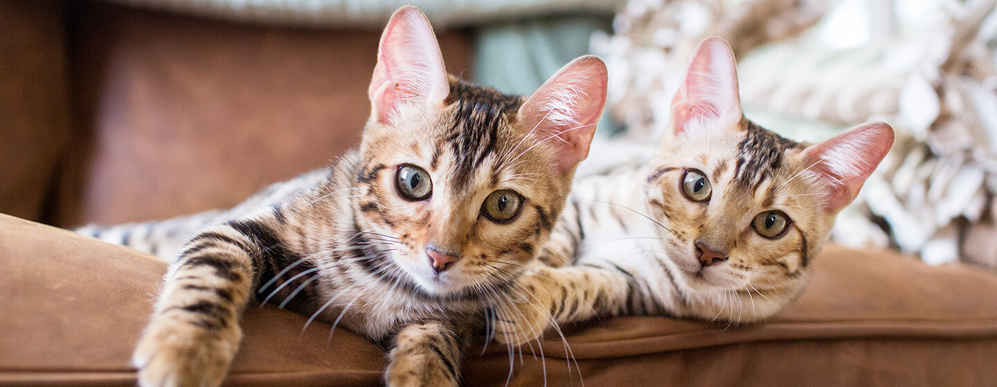 Zwei Katzen liegen auf dem Sofa