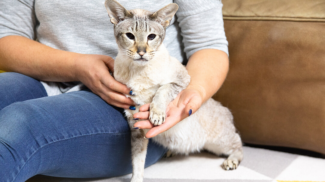 Besitzerin hält Pfote der Katze in der Hand