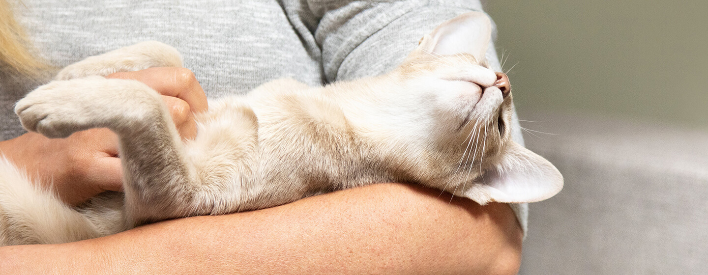 Katze, die in den Armen der Frau liegt