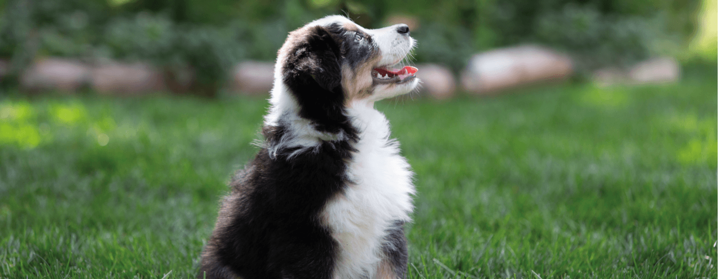 Flauschiger Welpe, der nach oben schaut