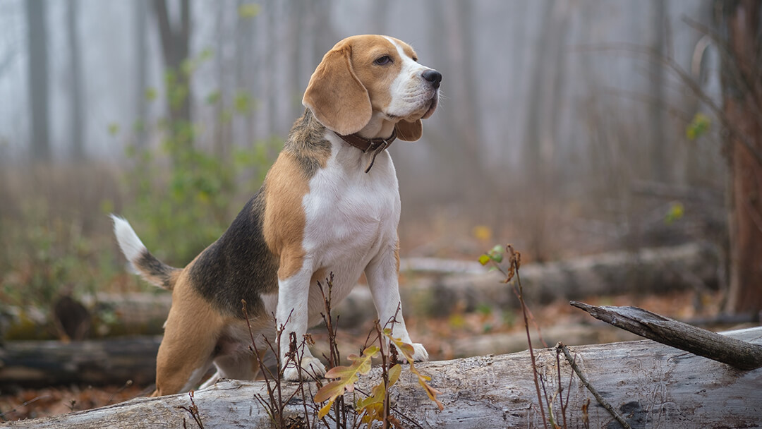 Hund, der auf Holz im Wald steht