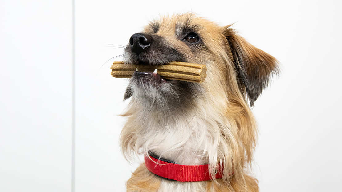 Dog food dental chews listing page