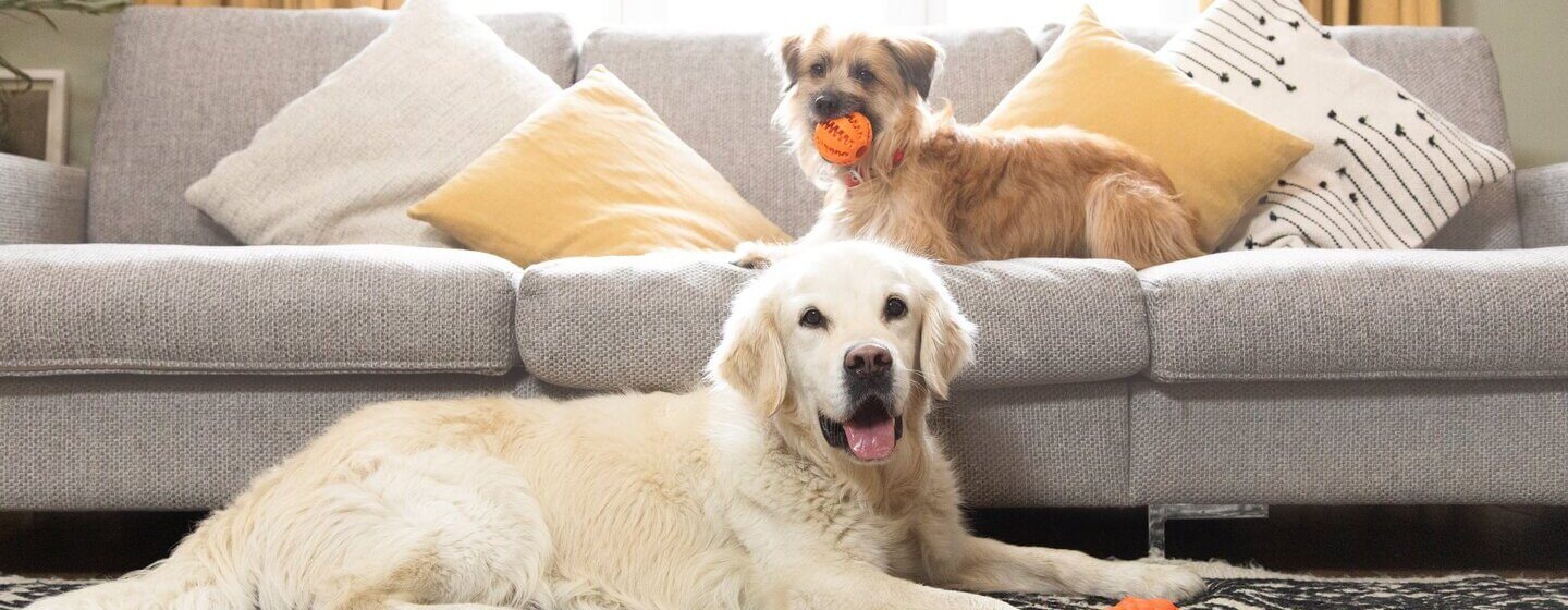 Zwei leichte Hunde sitzen im Wohnzimmer mit ein paar Spielsachen.