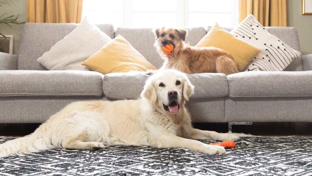 Zwei leichte Hunde sitzen im Wohnzimmer mit ein paar Spielsachen.