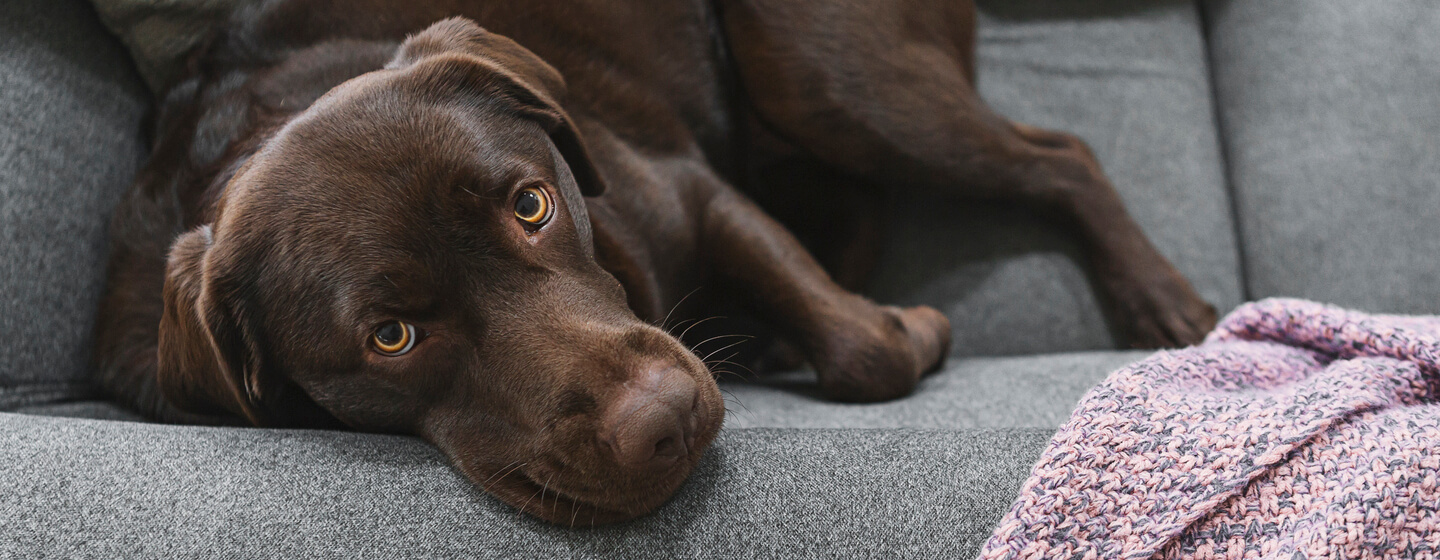 plakat Nøjagtig Frastøde Cushing-Syndrom beim Hund: Alle Infos im Blick | PURINA
