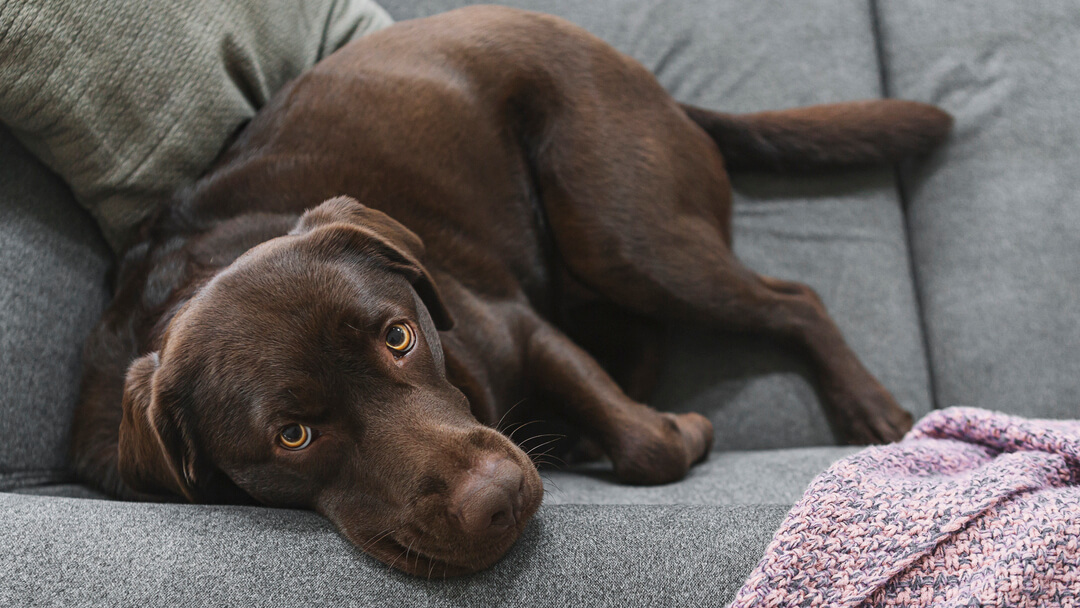 Hund auf Sofa