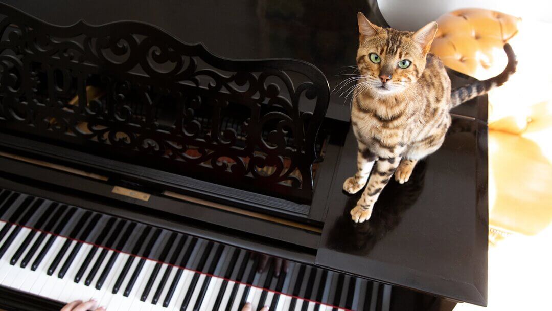 Bengalische Katze, die auf einem Klavier sitzt, während es gespielt wird.