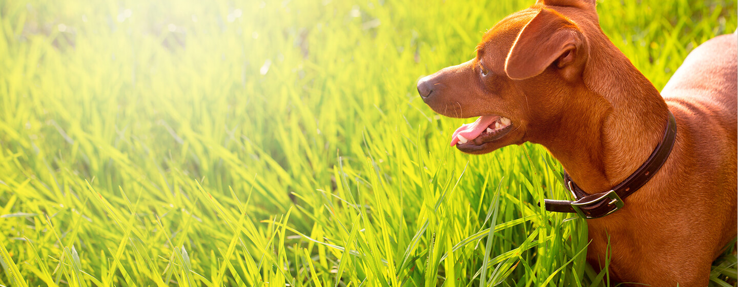 Kleiner Hund im Gras