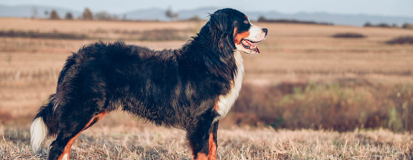 Hund, der im Feld steht