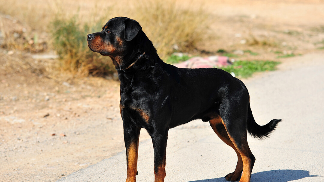 Hund schaut in die Ferne