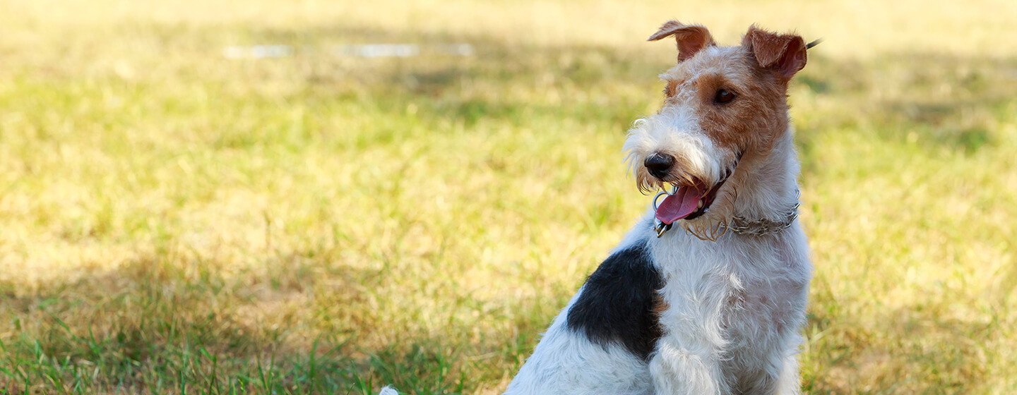 Hund sitzt im Feld