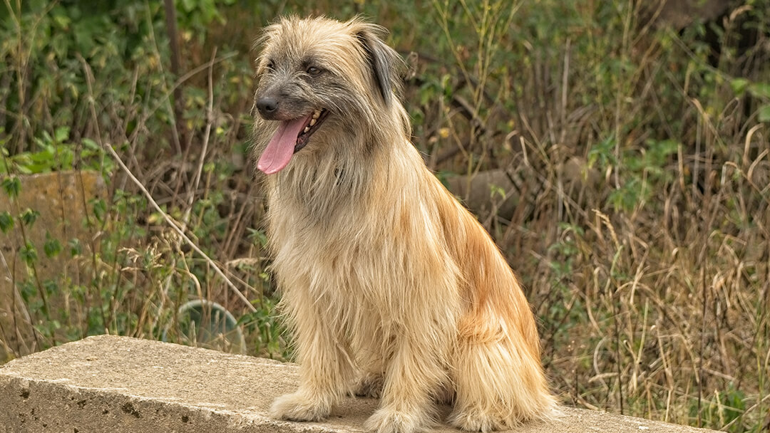 Hund sitzt am Straßenrand