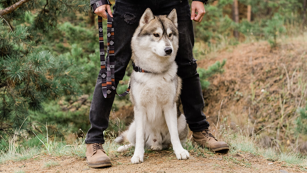Hund stehend mit Besitzer im Wald