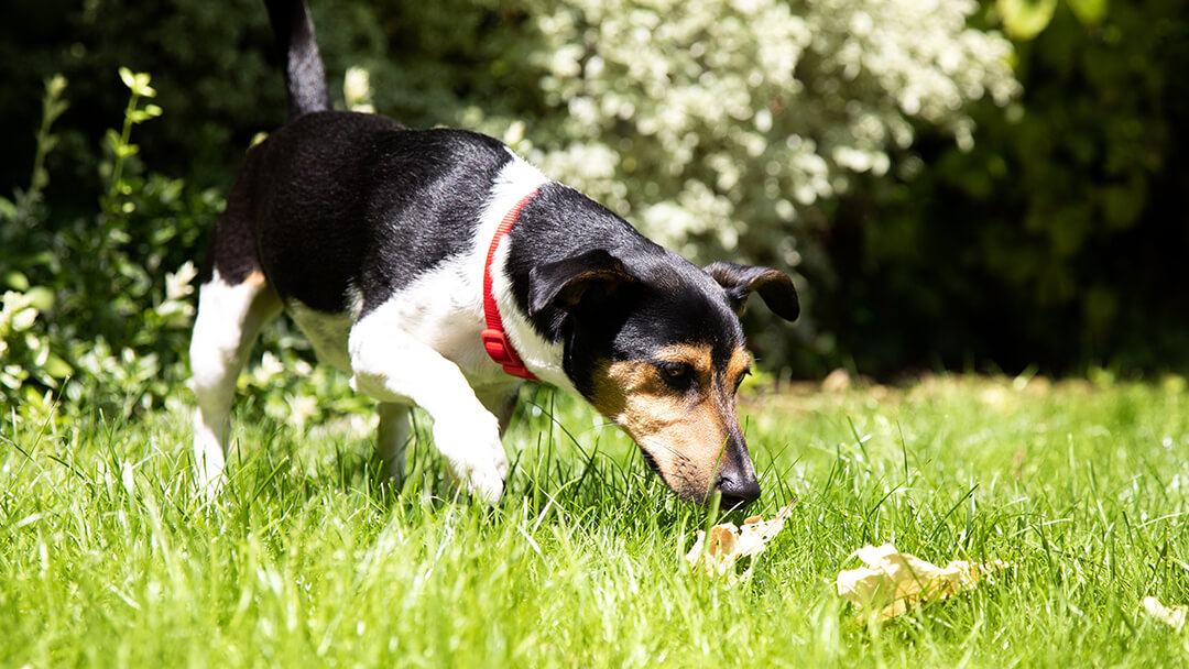 Hund schnüffelt das Gras