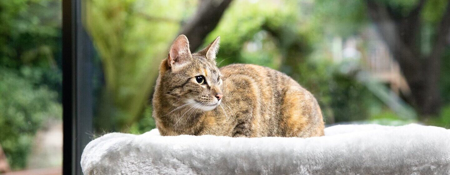 Braune Katze liegt auf einem grauen Katzenbett