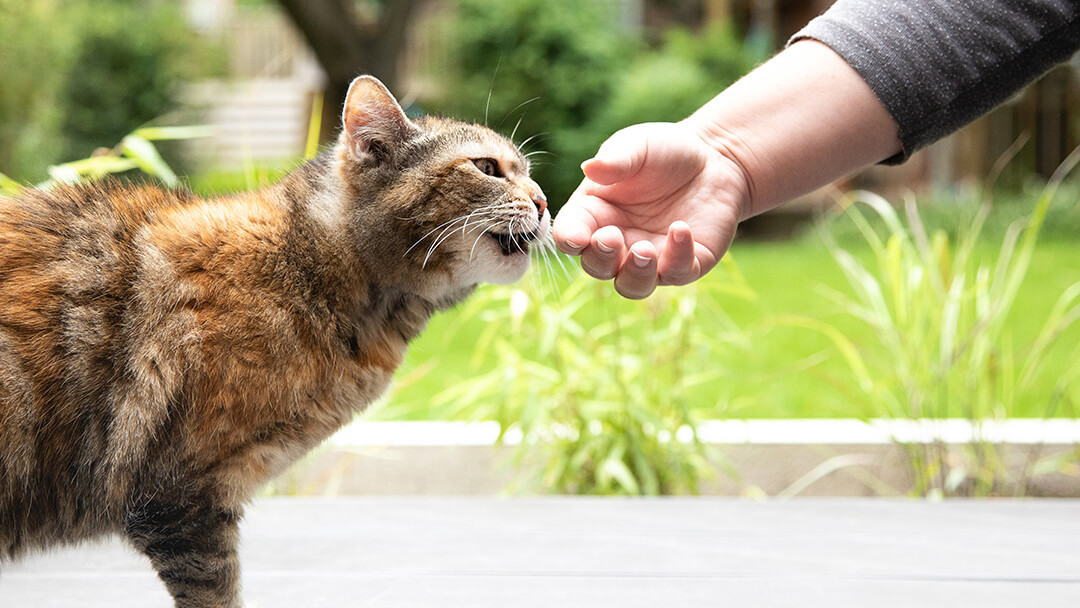Katze schnüffelt draußen an der Hand