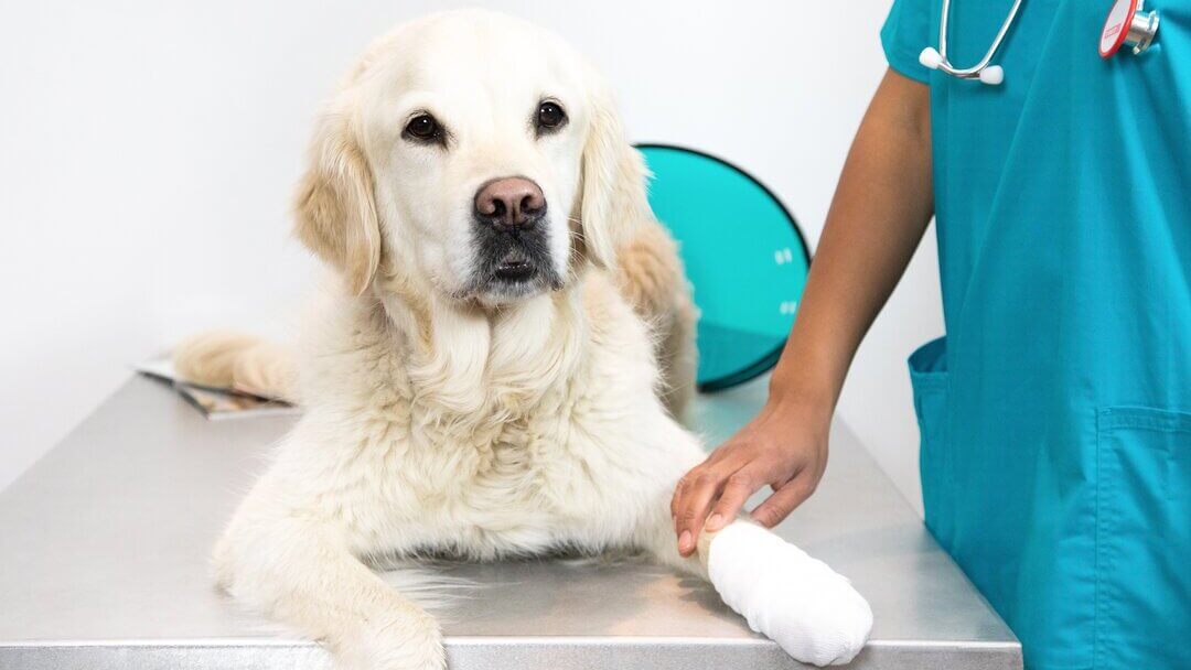 Golden Retriever liegt auf dem Tisch eines Tierarztes