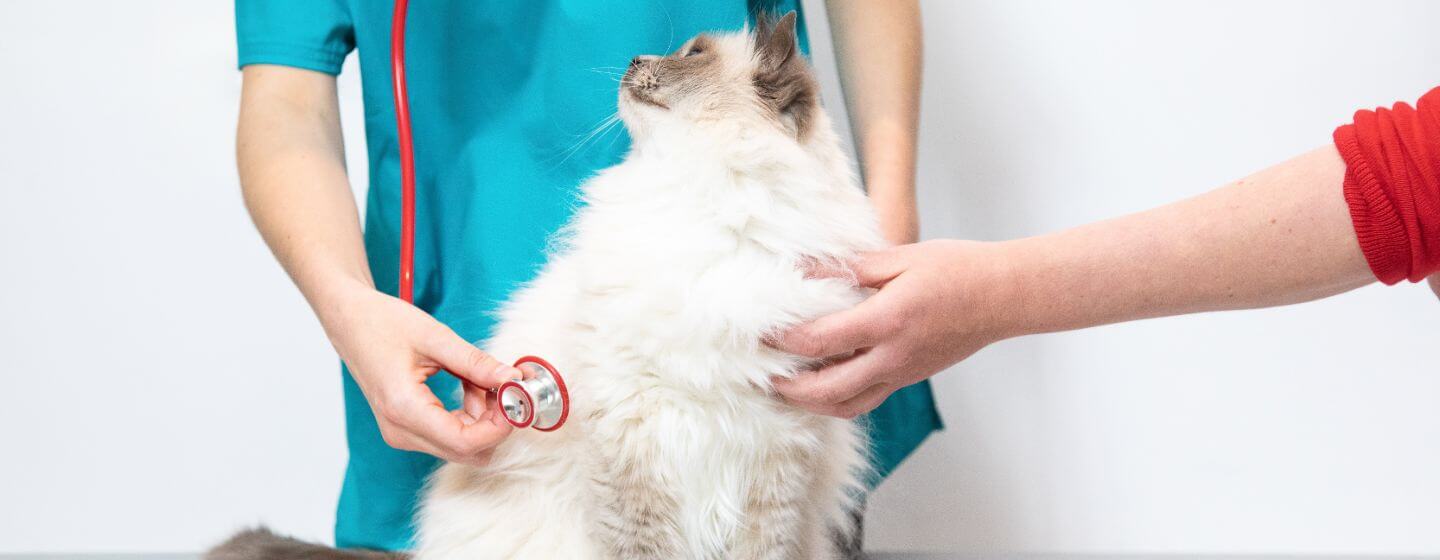 Flauschige Katze, die von einem Tierarzt überprüft wird.