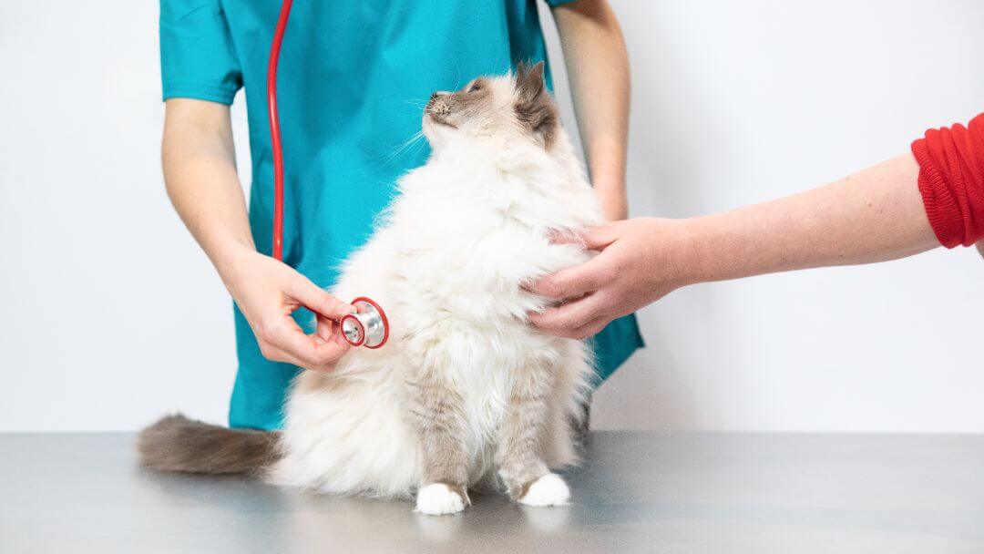 Flauschige Katze, die von einem Tierarzt überprüft wird.